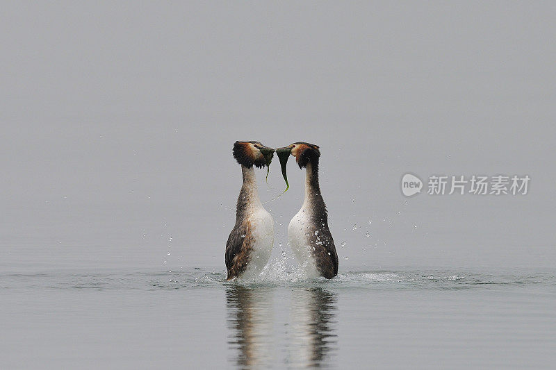 大山脊Grebe (Podiceps crista)